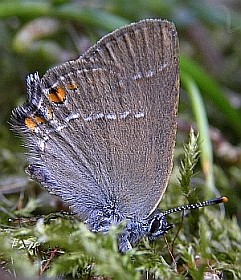 -Sloe Hairstreak - Satyrium acaciae © Teresa Farino
